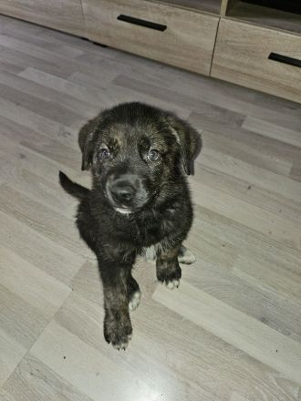 Husky-Mix welpen