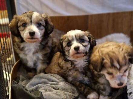 Chinesischer Schopfhund Powderpuff Welpe Hündin