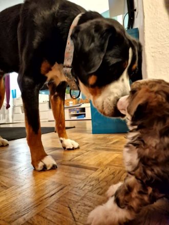 Chinesischer Schopfhund Powderpuff Welpe Hündin