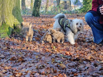 Chinesischer Schopfhund Powderpuff Welpe Hündin