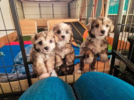 Chinesischer Schopfhund Powderpuff Welpe Hündin