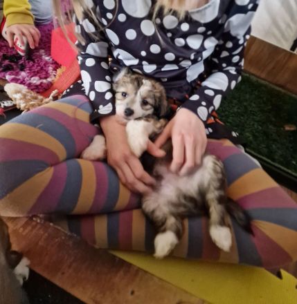 Chinesischer Schopfhund Powderpuff Welpe Hündin