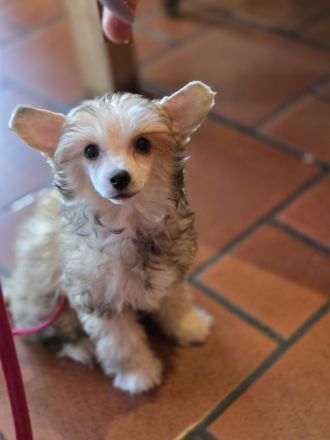 Chinesischer Schopfhund Powderpuff Welpe Hündin