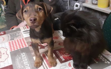 1kleiner Rüde sucht noch sein Körbchen