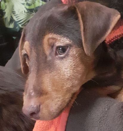 1kleiner Rüde sucht noch sein Körbchen