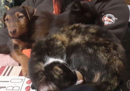 1kleiner Rüde sucht noch sein Körbchen