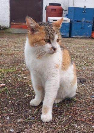 Isabella, geb. ca. 01/2022, lebt in GRIECHENLAND, auf einer privaten Pflegestelle