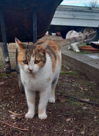 Isabella, geb. ca. 01/2022, lebt in GRIECHENLAND, auf einer privaten Pflegestelle