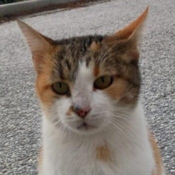 Isabella, geb. ca. 01/2022, lebt in GRIECHENLAND, auf einer privaten Pflegestelle