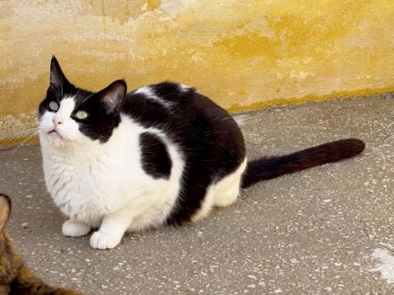 Stacy - eine ganz wunderbare liebe Katze