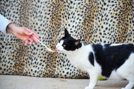 Stacy - eine ganz wunderbare liebe Katze