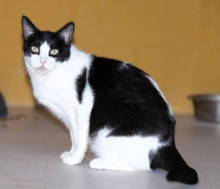 Stacy - eine ganz wunderbare liebe Katze