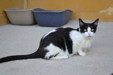 Stacy - eine ganz wunderbare liebe Katze