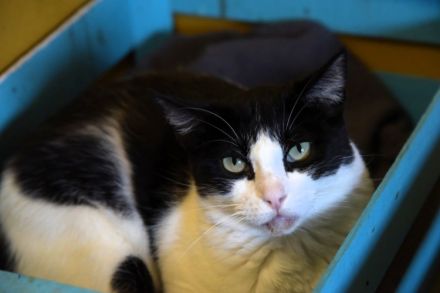 Stacy - eine ganz wunderbare liebe Katze