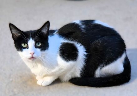 Stacy - eine ganz wunderbare liebe Katze