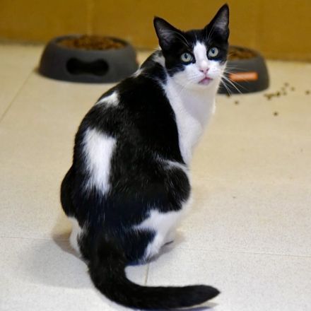 Stacy - eine ganz wunderbare liebe Katze