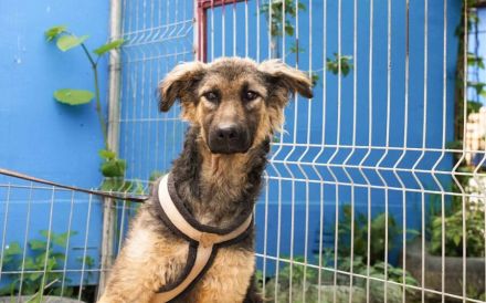 Cosima braucht deine Hilfe