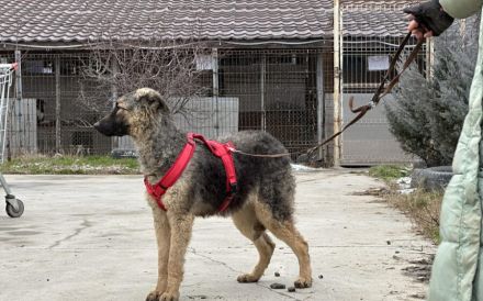 Cosima braucht deine Hilfe