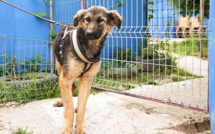 Cosima braucht deine Hilfe