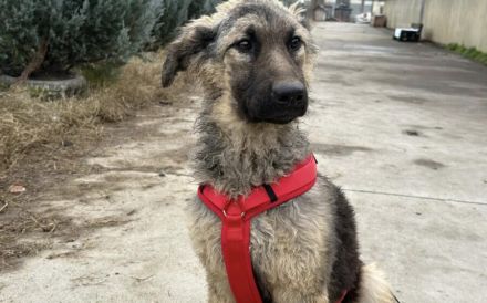 Cosima braucht deine Hilfe