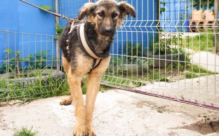 Cosima braucht deine Hilfe