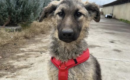 Cosima braucht deine Hilfe