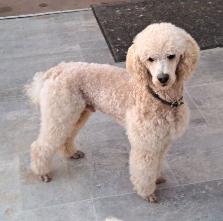 Pudel Deckrüde 45cm