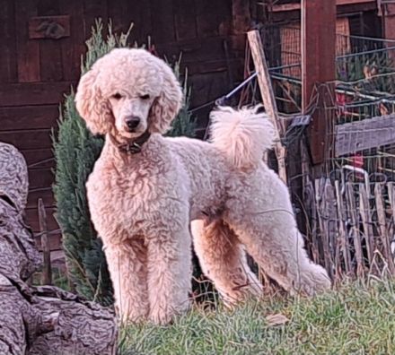 Pudel Deckrüde 45cm