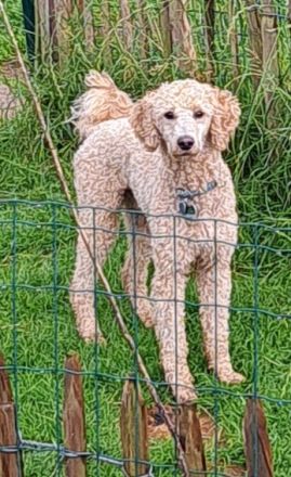 Pudel Deckrüde 45cm