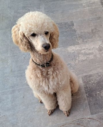 Pudel Deckrüde 45cm