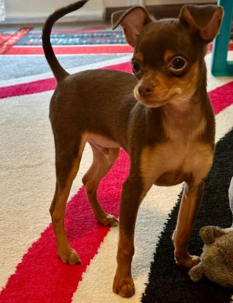 Reinrassiger Russkiy Toy Terrier - liebevolles Zuhause gesucht