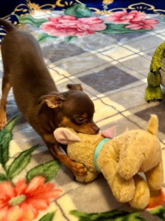 Reinrassiger Russkiy Toy Terrier - liebevolles Zuhause gesucht