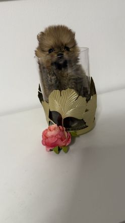 Pomeranian Welpen