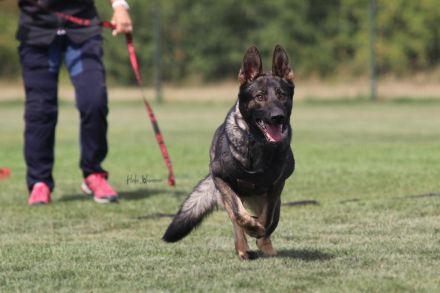 Hanni sucht neues zu Hause