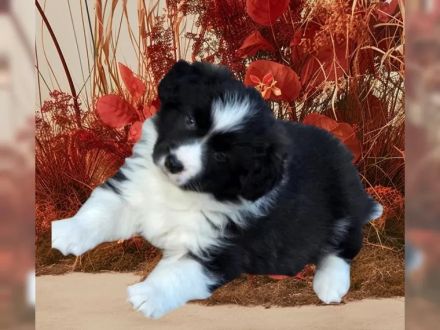 Wunderschöne Border Collie welpen