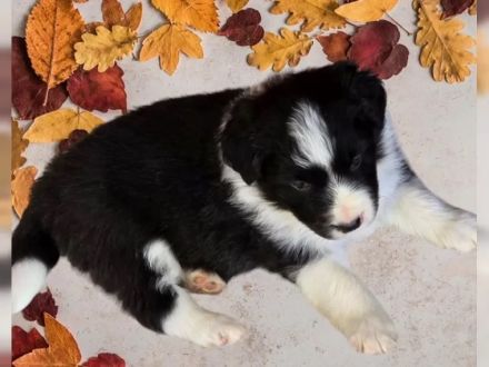 Wunderschöne Border Collie welpen