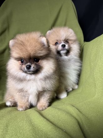 Pomeranian Zwergspitz Welpen Rüden Weibchen