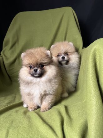 Pomeranian Zwergspitz Welpen Rüden Weibchen