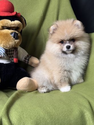 Pomeranian Zwergspitz Welpen Rüden Weibchen