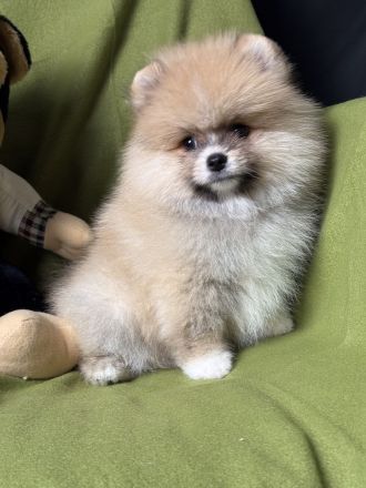 Pomeranian Zwergspitz Welpen Rüden Weibchen