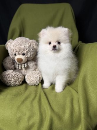 Pomeranian Zwergspitz Welpen Rüden Weibchen