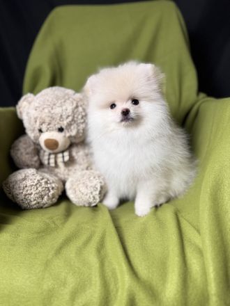 Pomeranian Zwergspitz Welpen Rüden Weibchen