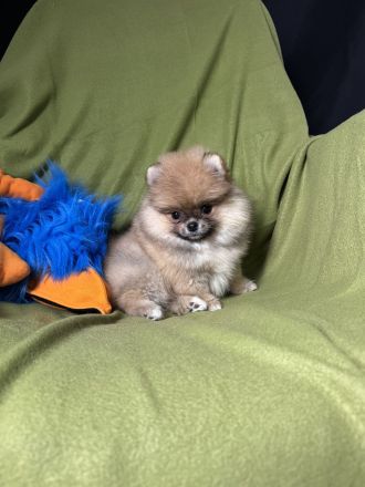 Pomeranian Zwergspitz Welpen Rüden Weibchen