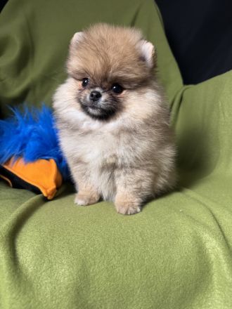 Pomeranian Zwergspitz Welpen Rüden Weibchen