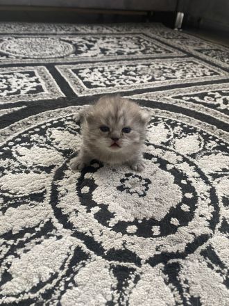 Ich bitte kleine süße kitten an bkh