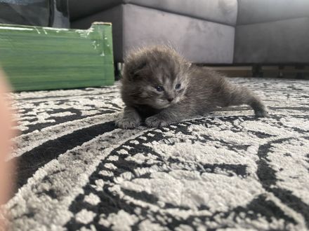 Ich bitte kleine süße kitten an bkh