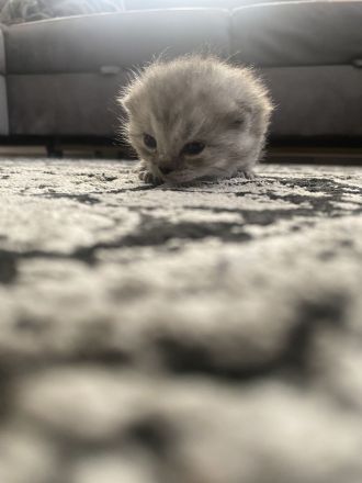 Ich bitte kleine süße kitten an bkh