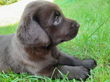 ** Schokobraune reinrassige Labrador Welpen aus Hausaufzucht ** Hund Welpe Weibchen + Rüde