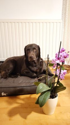 ** Schokobraune reinrassige Labrador Welpen aus Hausaufzucht ** Hund Welpe Weibchen + Rüde