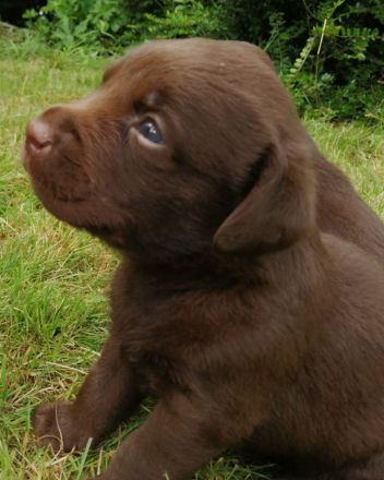 ** Schokobraune reinrassige Labrador Welpen aus Hausaufzucht ** Hund Welpe Weibchen + Rüde